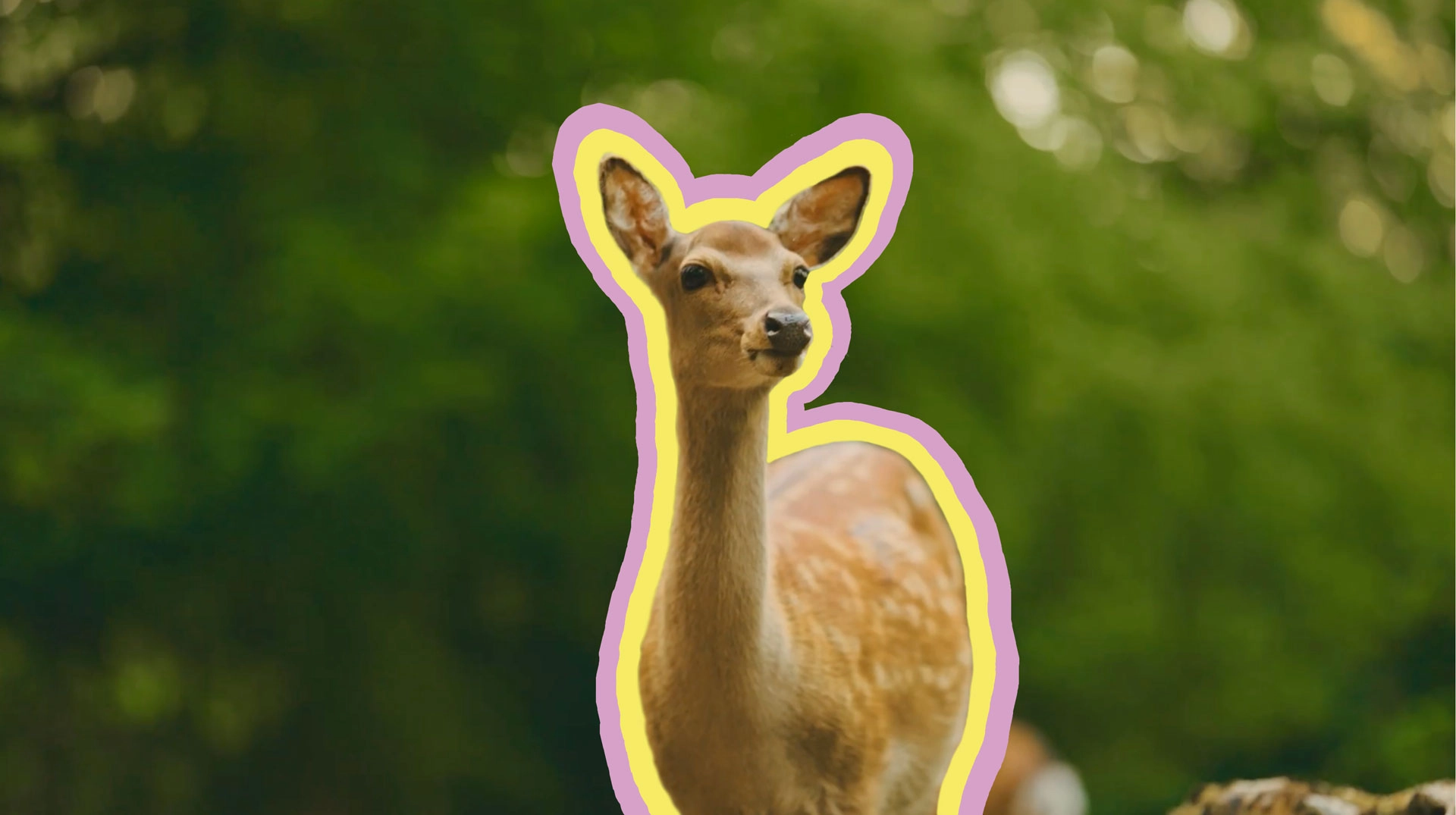 Biche mise en couleur