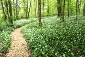 5 plantes sauvages que vous avez sûrement piétinées sans le savoir. Ail des ours.