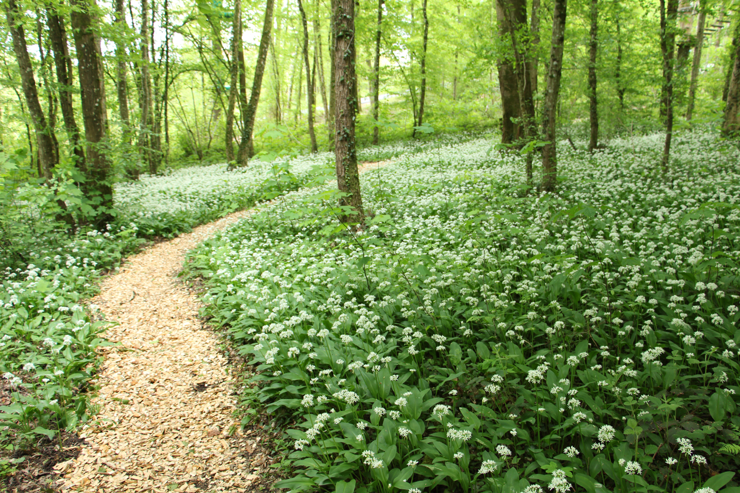 5 plantes sauvages que vous avez sûrement piétinées sans le savoir. Ail des ours.
