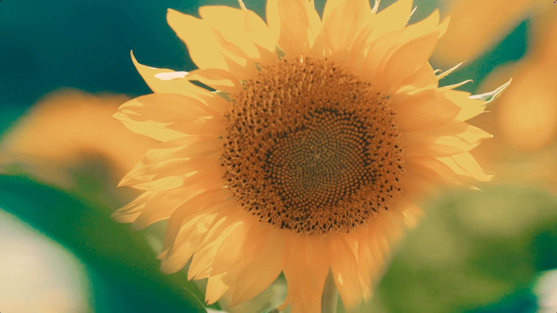 Tournesol - Définition holistique